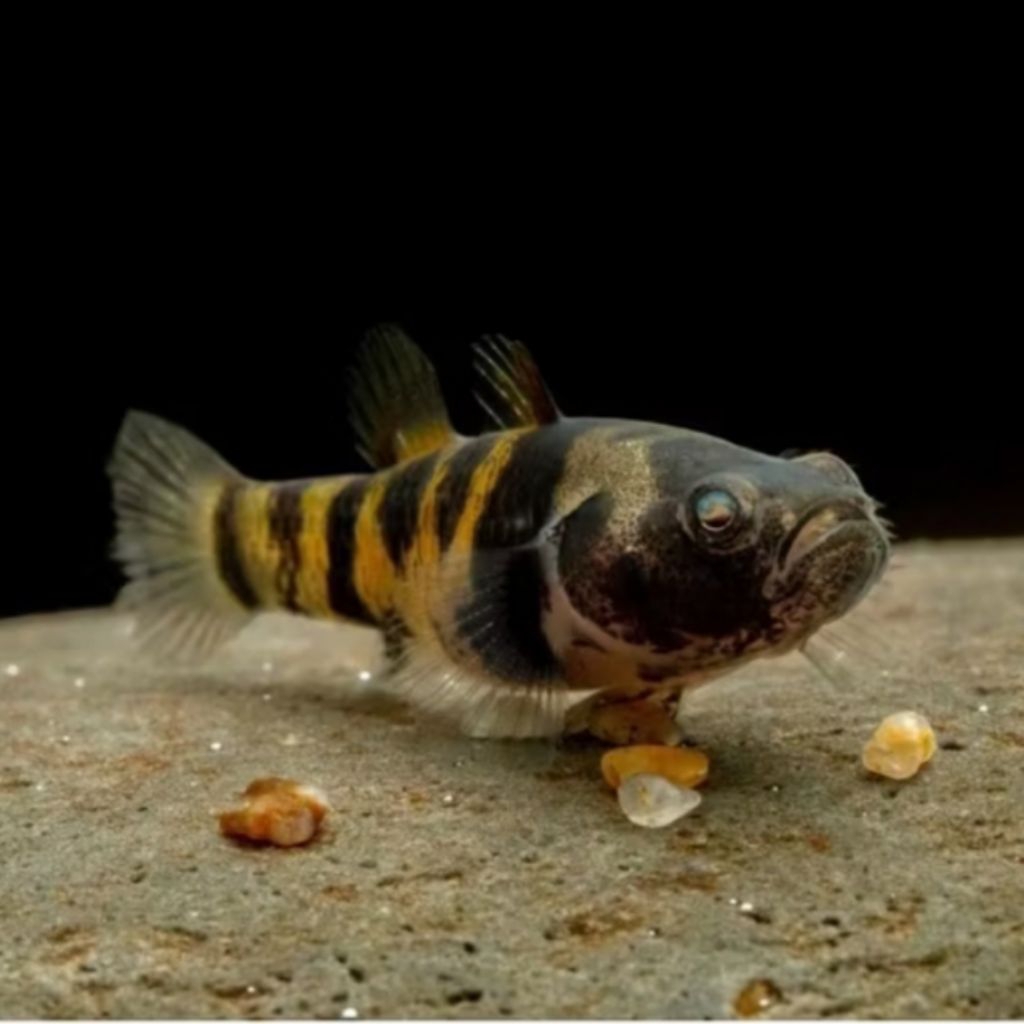 Goby Bumblebee Aquascape