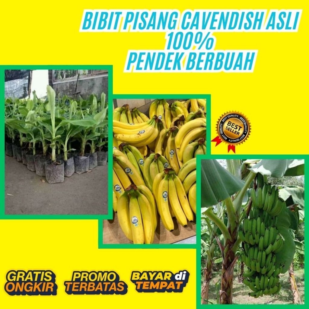 GRATIS ONGKIR  Benih Pisang Cavendish Asli Benih Pisang Cavendish Berbuah  Benih Pisang Cavendish Da