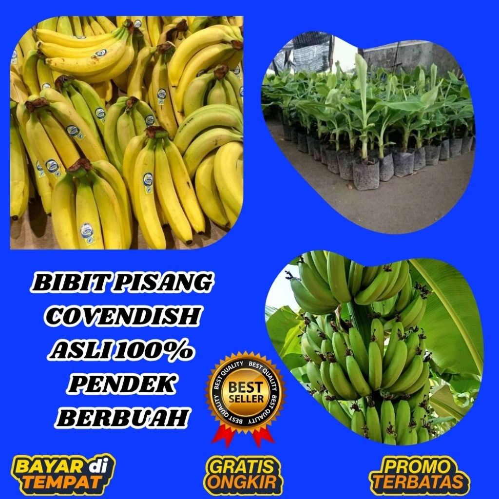 PROMO  Pohon Pisang Cavendish Berbuah  Pohon Pisang Cavendish Dalam Pot