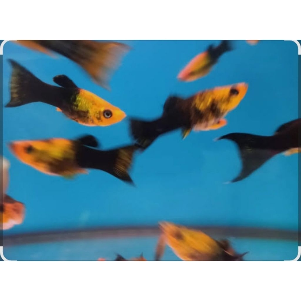 Molly_golden_Black_CAWANG_remaja