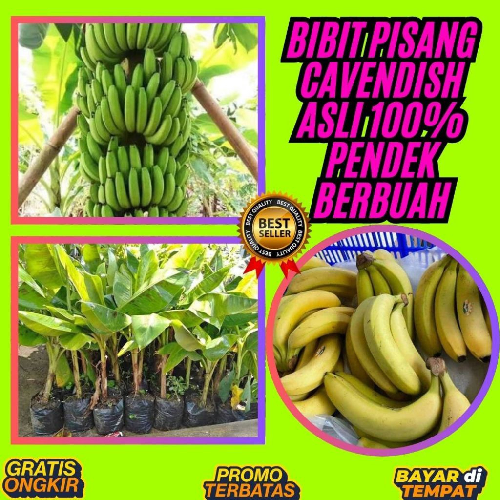 PROMO  Benih Pisang Cavendish Kuning Benih Pisang Cavendish Mini