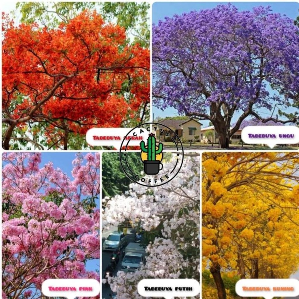 Benih Tabebuya /500gram /  Biji tabebuya premium / Tabebuya pink / tabebuya putih / tabebuya ungu / 