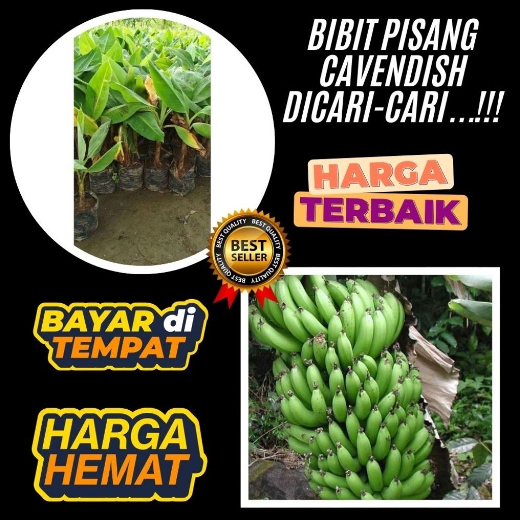 TERPERCAYA  Benih Pisang Cavendish Yang Super Besar  Tanaman Pisang Cavendish Tanaman Pisang Cavendi