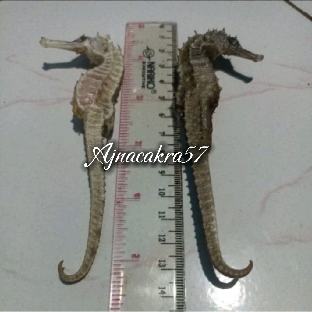 Kuda Laut Kering PILIHAN ukuran JUMBO 11cm-15cm Original 100% (1Biji)