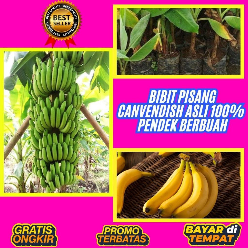 TERBUKTI ASLI  Bibit Pisang Cavendish G9  Bibit Pisang Cavendish Harga Bibit Pisang Cavendish Kultur