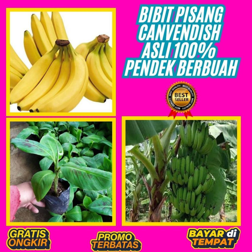 100% ASLI  Bibit Pisang Cavendish Sunpride  Bibit Pisang Cavendish Shopee  Bibit Pisang Cavendish Su