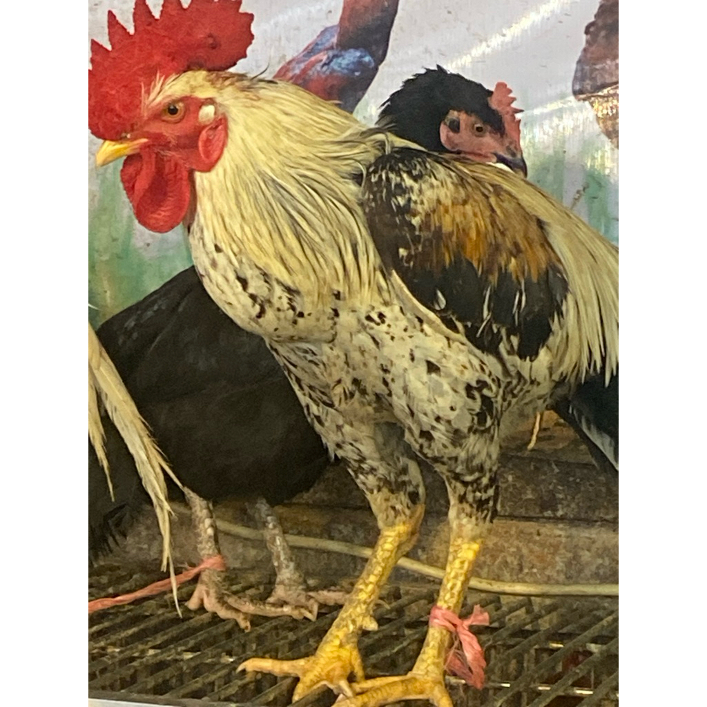 Ayam Jago Super (100% ayam kampung asli)