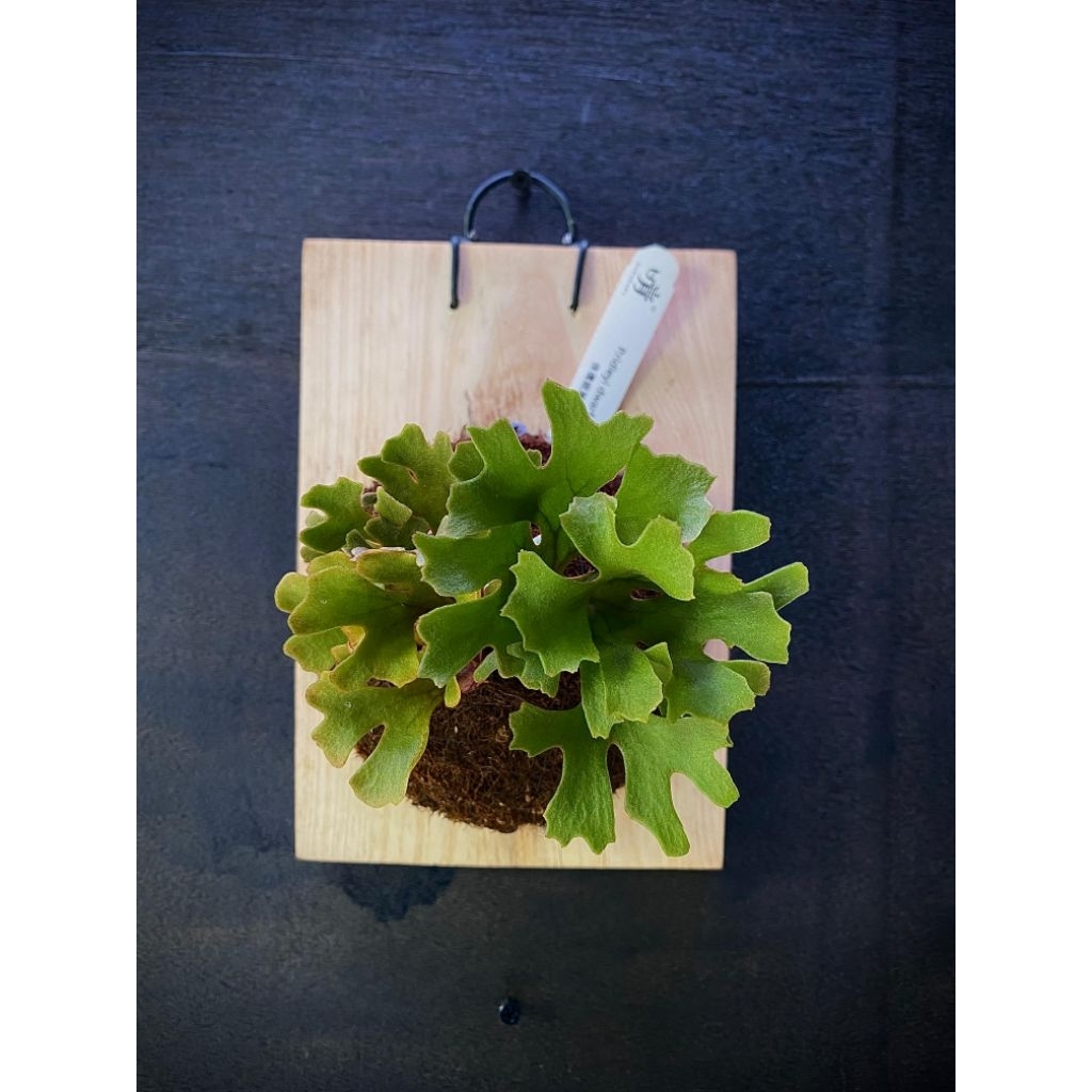 Platycerium Ridleyii silvery dwarft