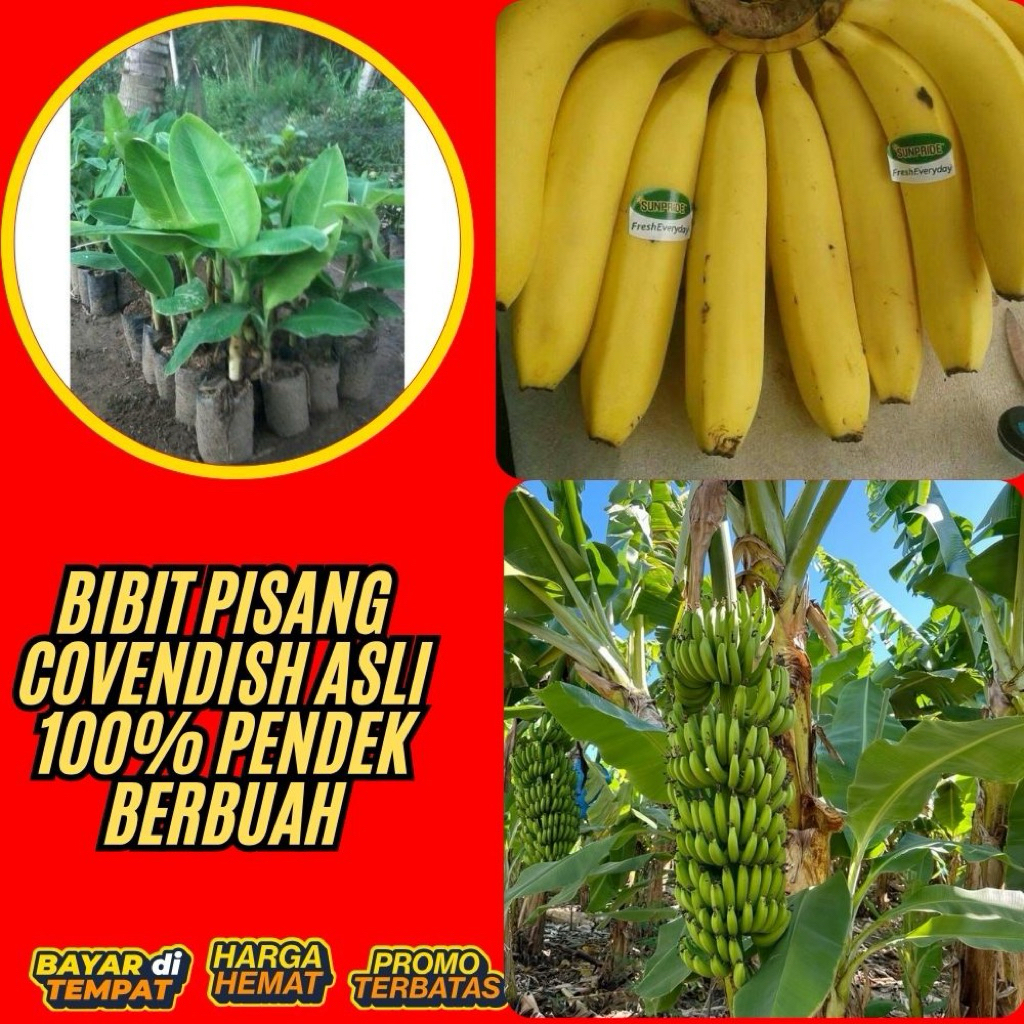 TERBUKTI ASLI !! Bibit Pisang Cavendish G9
