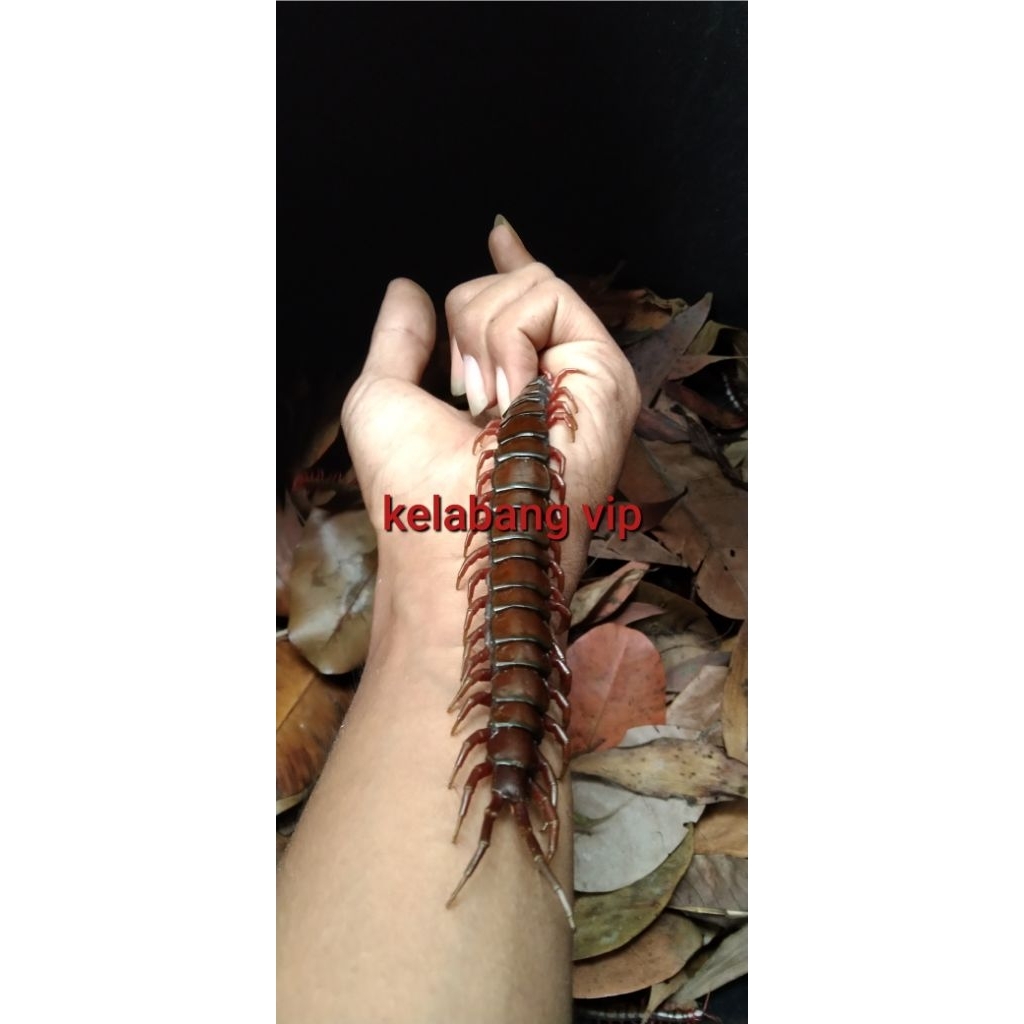 kelabang jumbo merah (termurah)