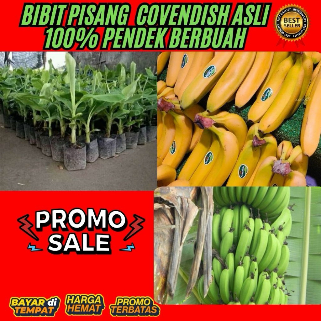 TERBUKTI ASLI  Bibit Pisang Cavendish G9