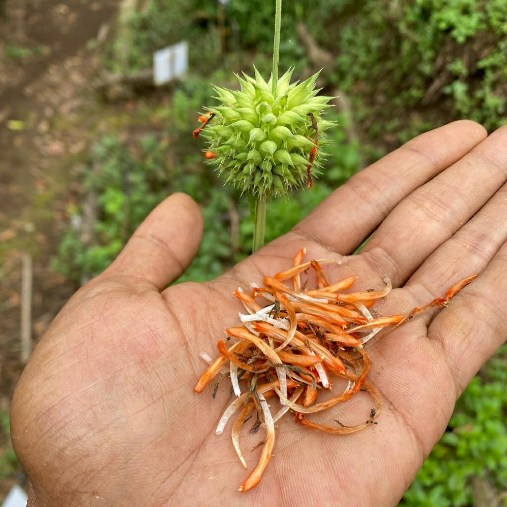 BENIH DAGGA LION TALE MINT