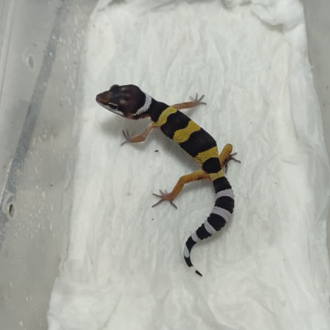 KARTU MAINAN L.GECKO SHTCTB X BS T149