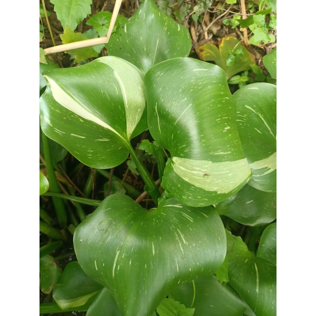 bunga eceng gondok(varigata)