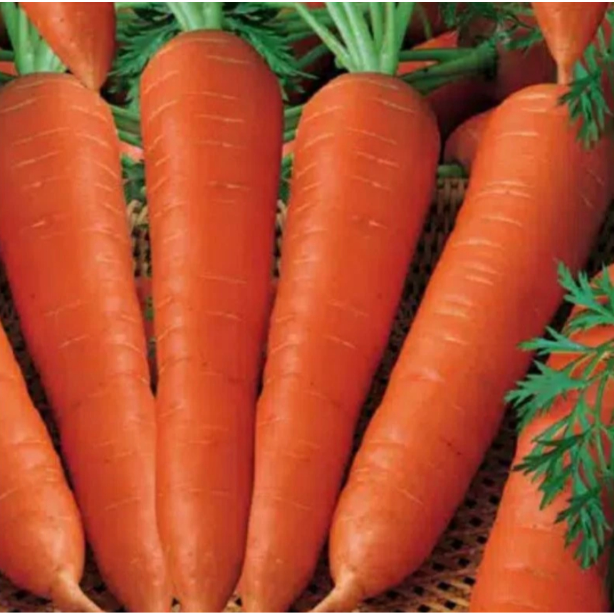 AL Benih Bibit Sayuran Wortel Brastagi Medan Unggul Manis