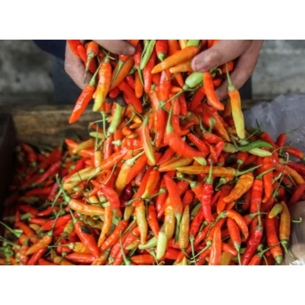 cabai rawit merah / cabai segar 1 kg