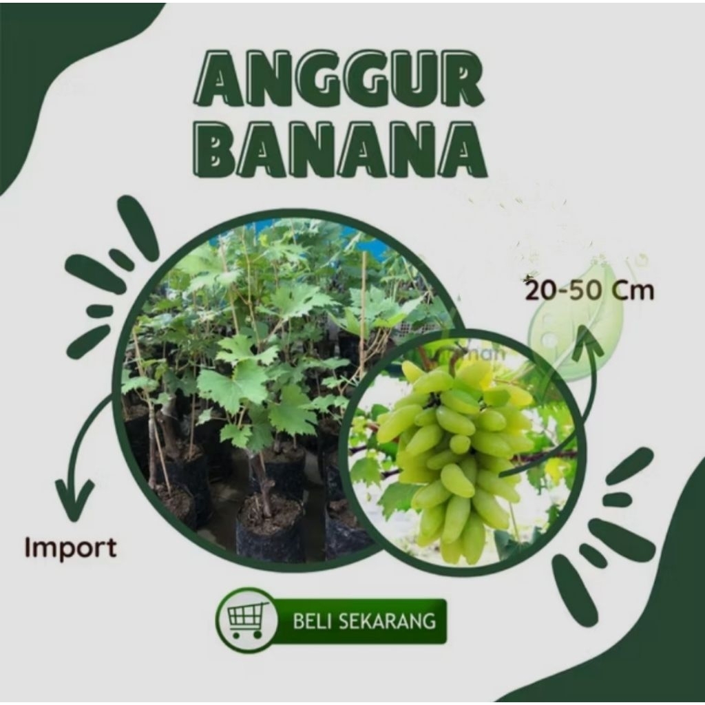 bibit anggur import banana bibit anggur import banana hasil grafting cepat berbuah