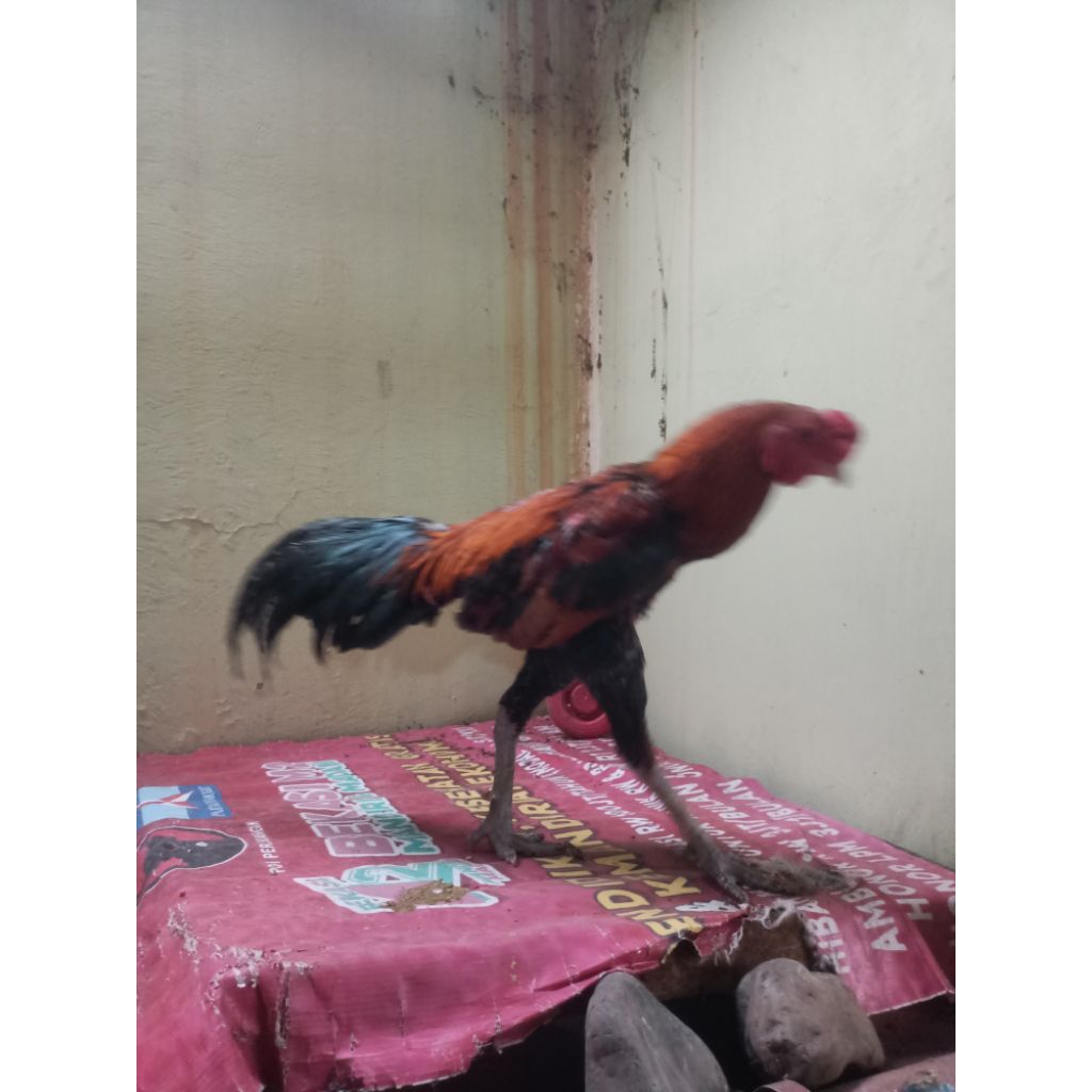 Ayam Betina