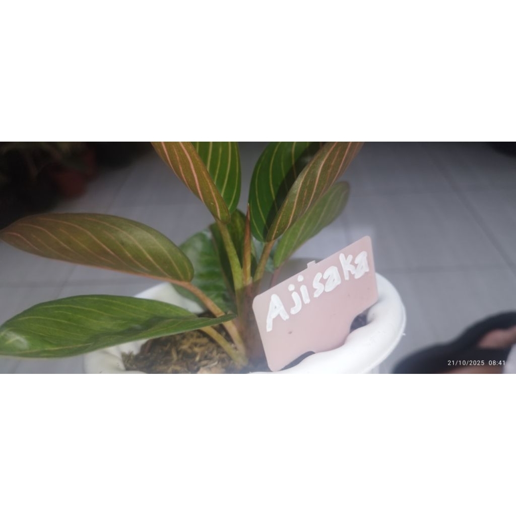 Aglonema Ajisaka
