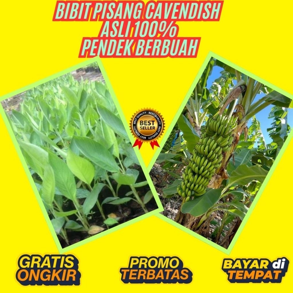 BIBIT BERKUALITAS !! Bibit Pisang Cavendish Foto  Bibit Pisang Cavendish G9