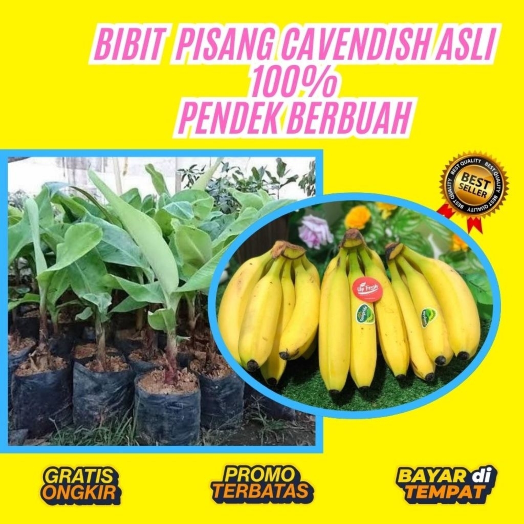 PROMO  Benih Pisang Cavendish Kuning  Benih Pisang Cavendish Mini