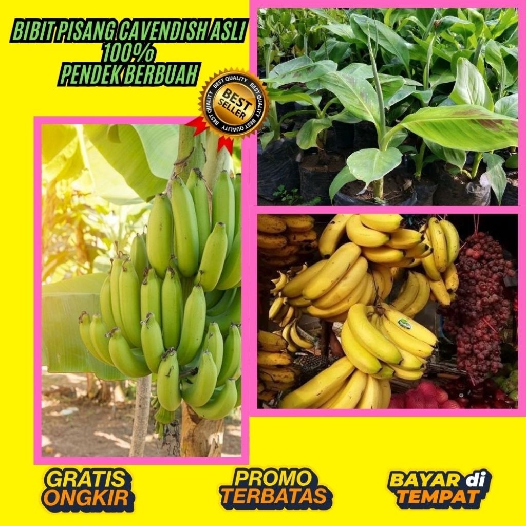 TERPERCAYA  Pohon Pisang Cavendish Pendek Pohon Pisang Cavendish Sunpride  Pohon Pisang Cavendish Ya