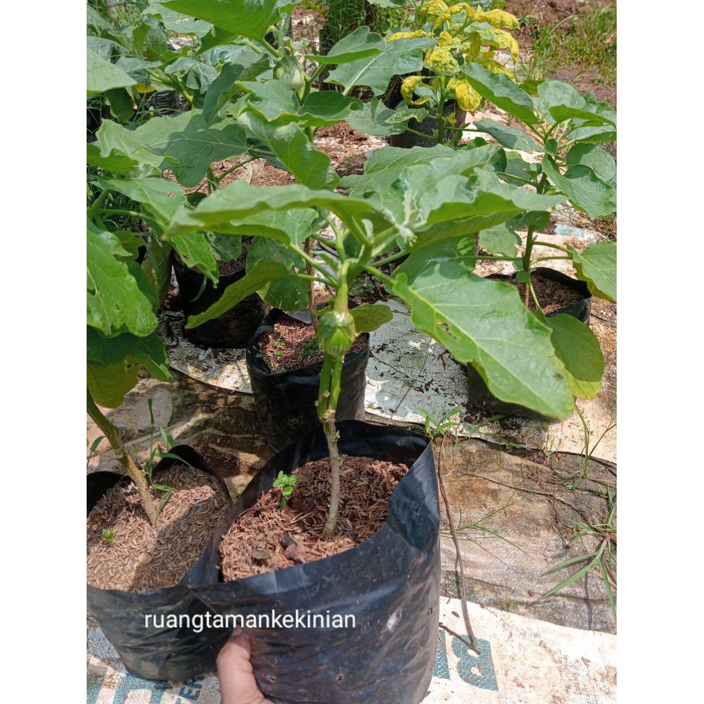 Tanaman Terong Hijau Bulat - Terong Hijau Bulat siap berbuah