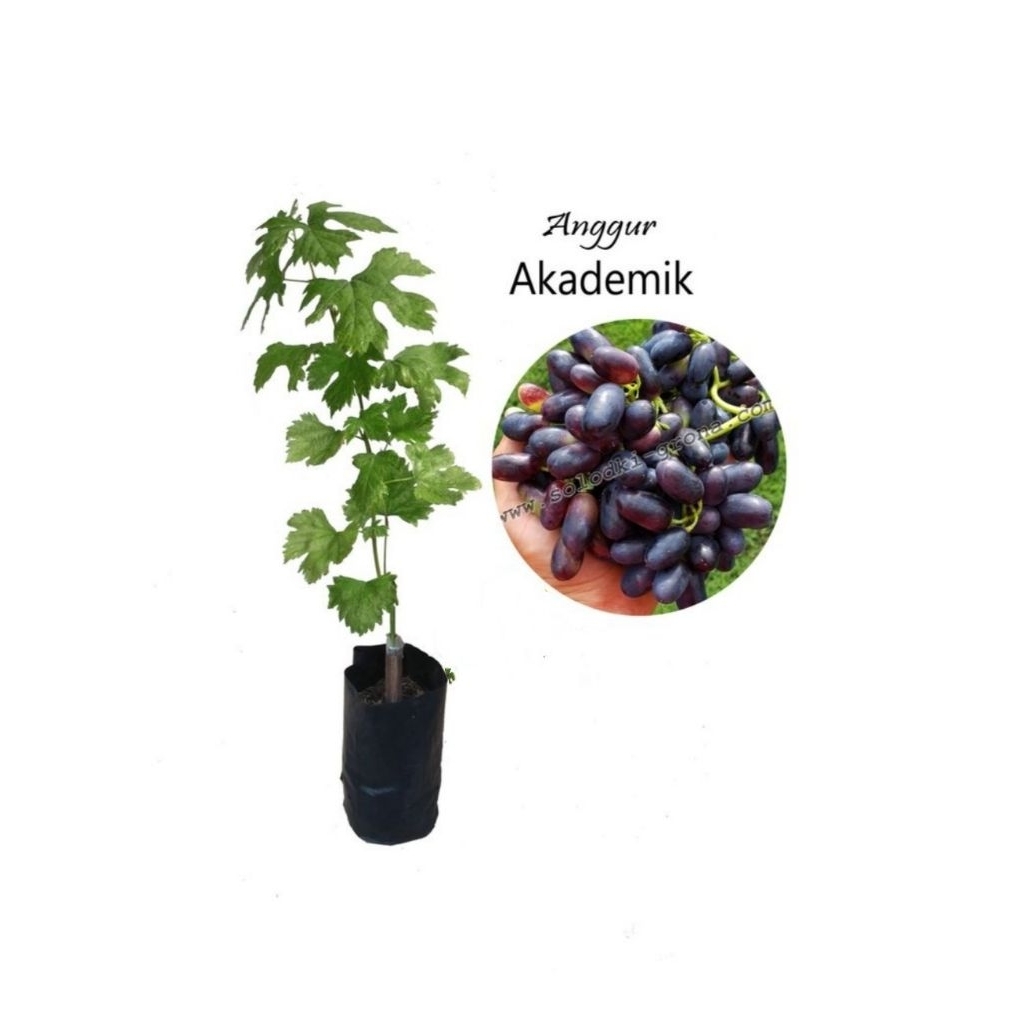 bibit anggur import akademik hasil grafting bibit anggur akademik