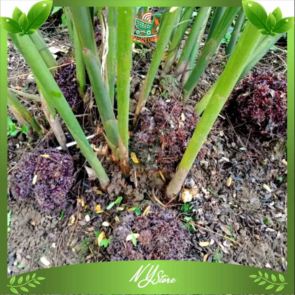 Bibit tanaman parahulu paket 3 bibit / BIBIT RAMBUTAN TANAH SIAP TANAM