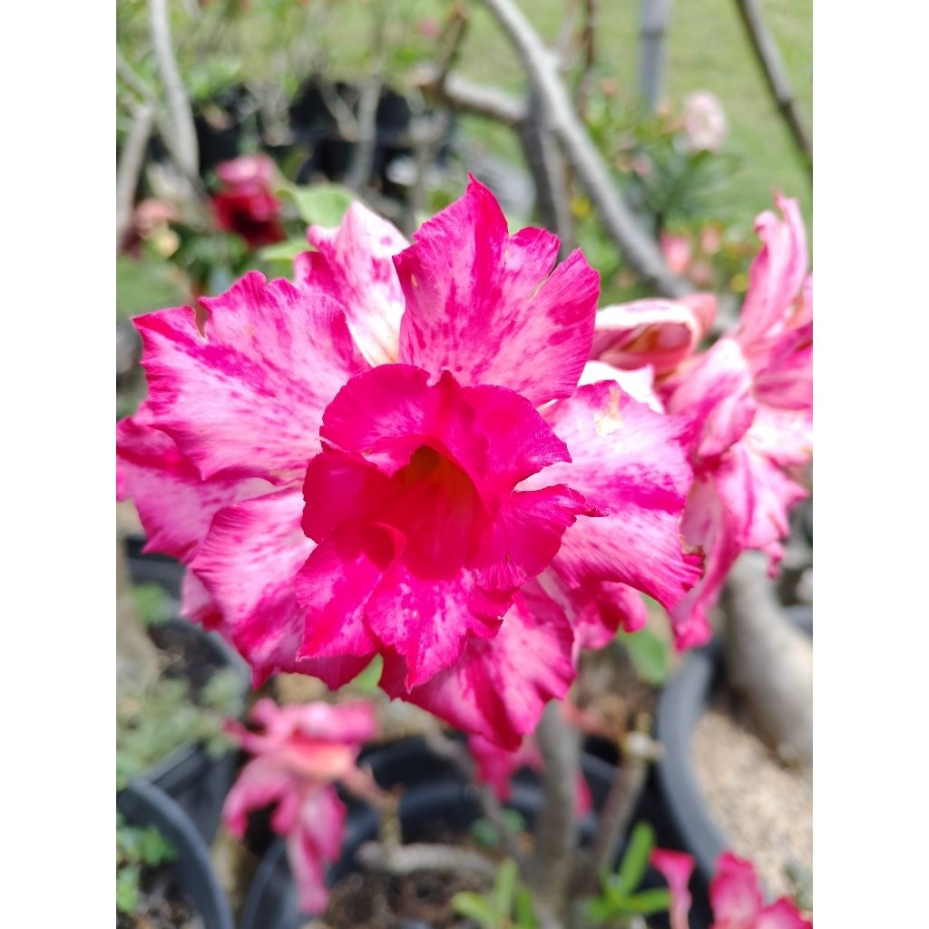 Adenium bunga tumpuk size A