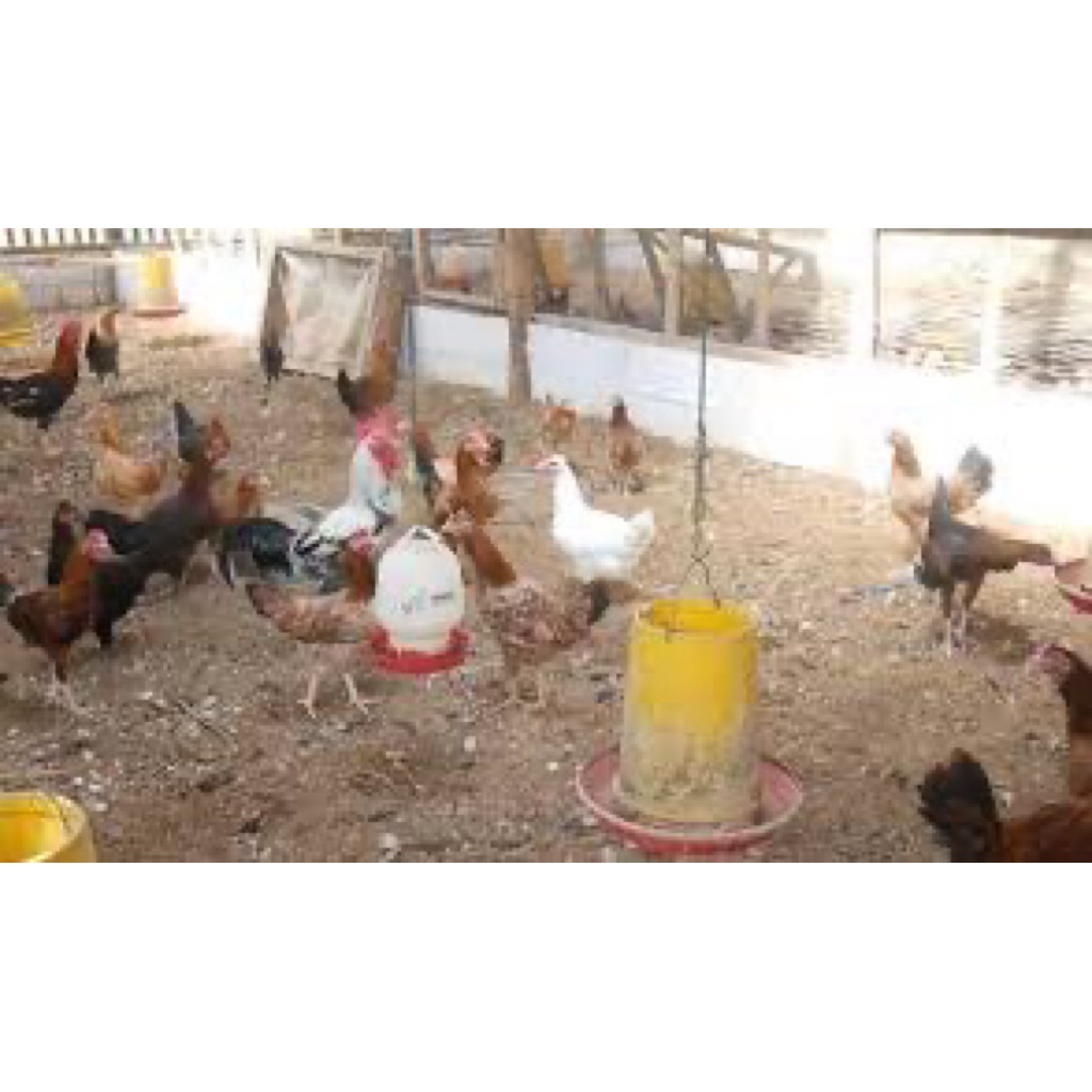 TELUR FERTIL AYAM AKY UNTUK DI TETASKAN