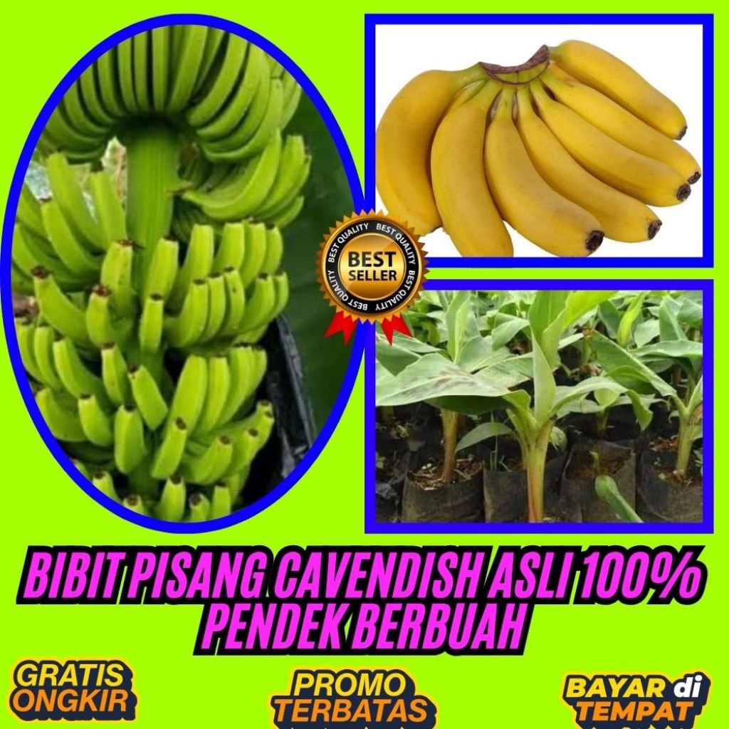 TERPERCAYA !! Benih Pisang Cavendish Yang Super Besar  Tanaman Pisang Cavendish  Tanaman Pisang Cave