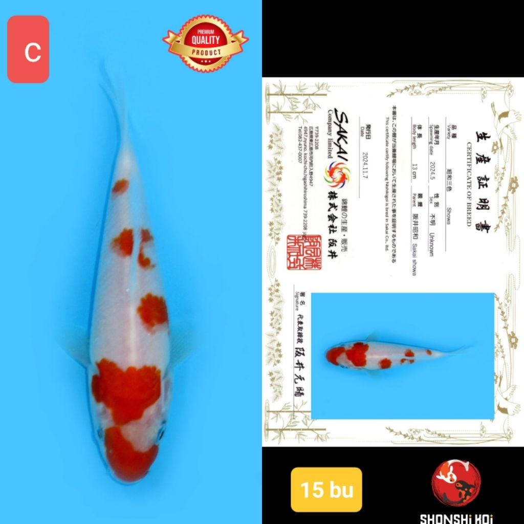 ikan koi import premium showa shiro kolam v pertama