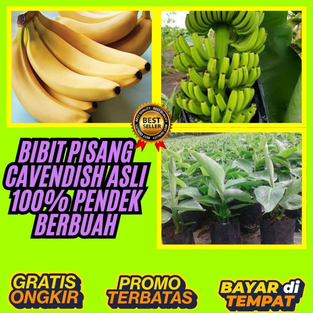 PROMO  Tanaman Pisang Cavendish Super  Tanaman Pisang Cavendish Sunpride  Tanaman Pisang Cavendish Y