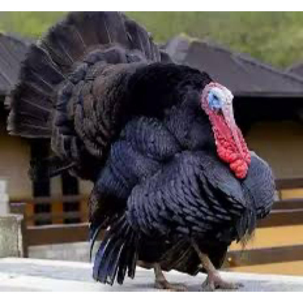 TELUR FERTIL AYAM KALKUN UNTUK DI TETASKAN