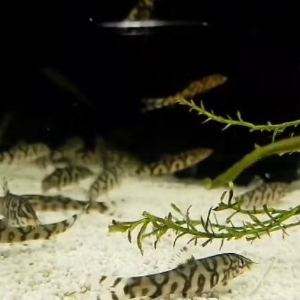 IKAN BOTIA INDIA YOYO LOACH