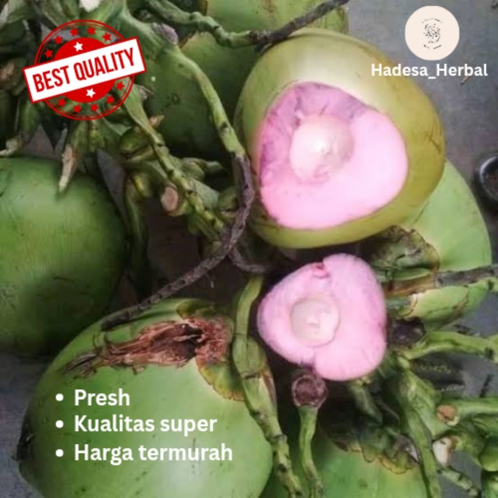 Kelapa muda/degan wulung asli_ jamu herbal alami berkhasiat untuk kesehatan 1 biji