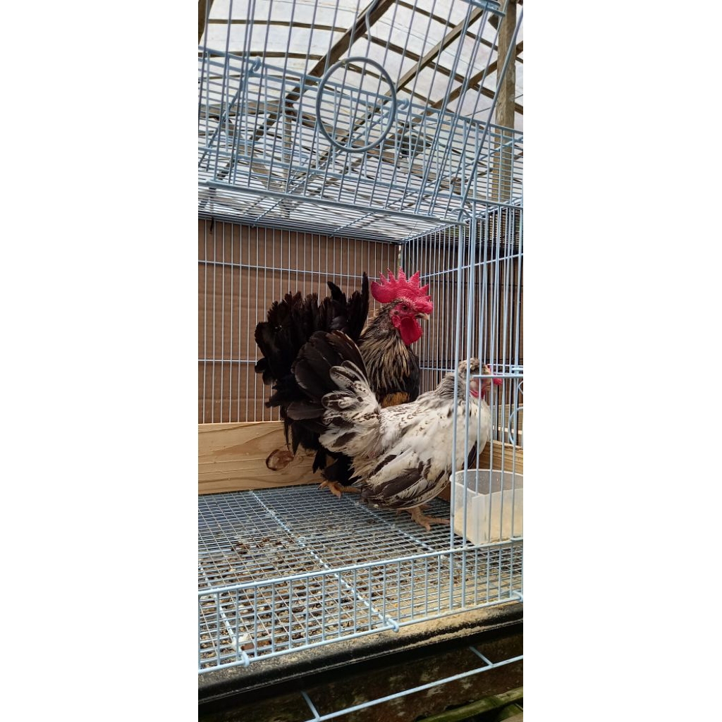 Sepasang Ayam KT Hias istimewa