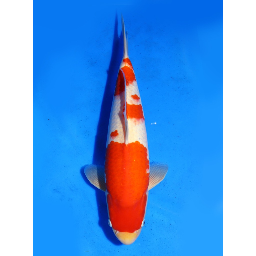 Koi Import Kohaku Marudo Koi Farm Size 41 cm