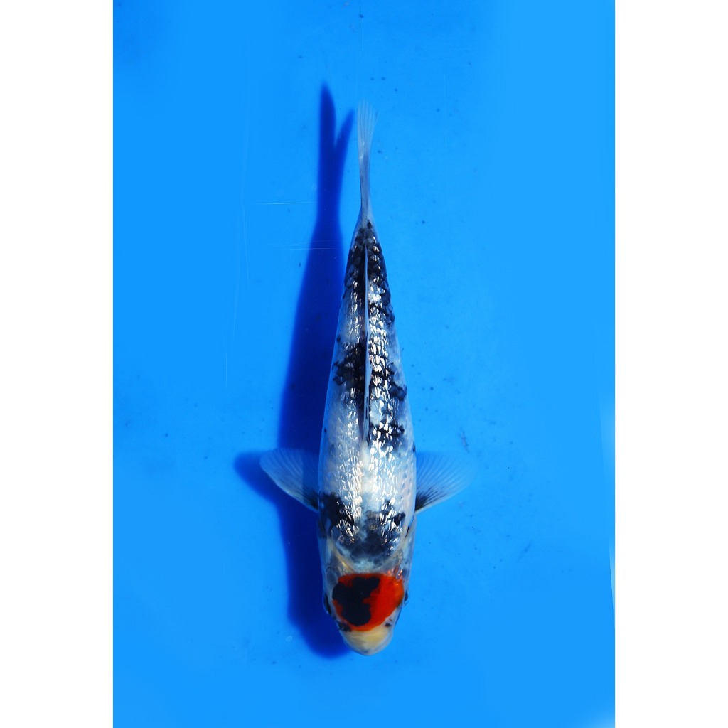Koi Import Tancho Ginrin Showa Isa Koi Farm Size 18 cm