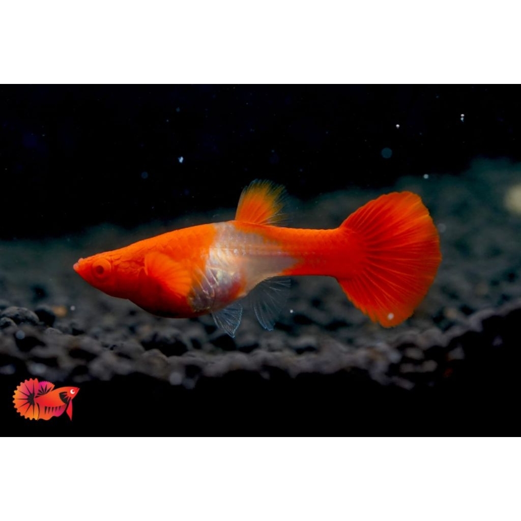 ikan guppy red koi