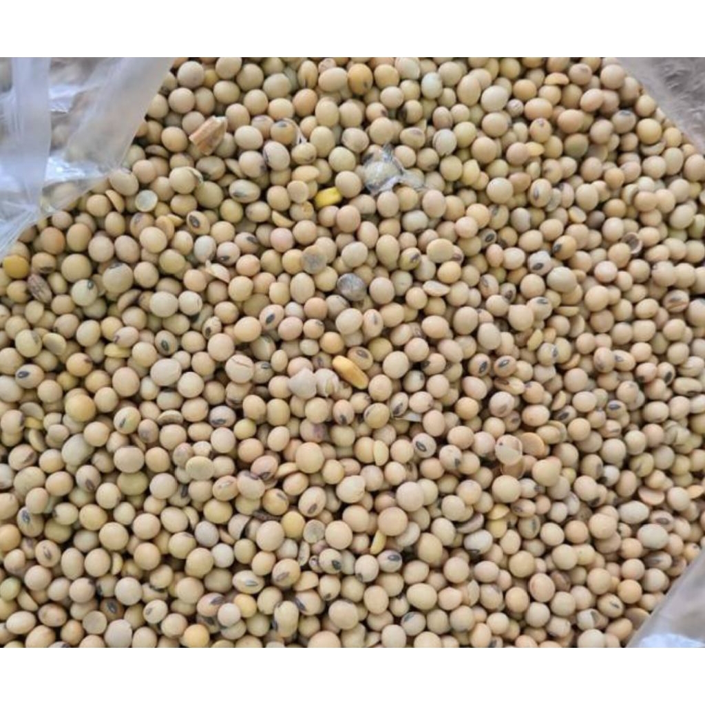 kacang kedelai bola 5 kg