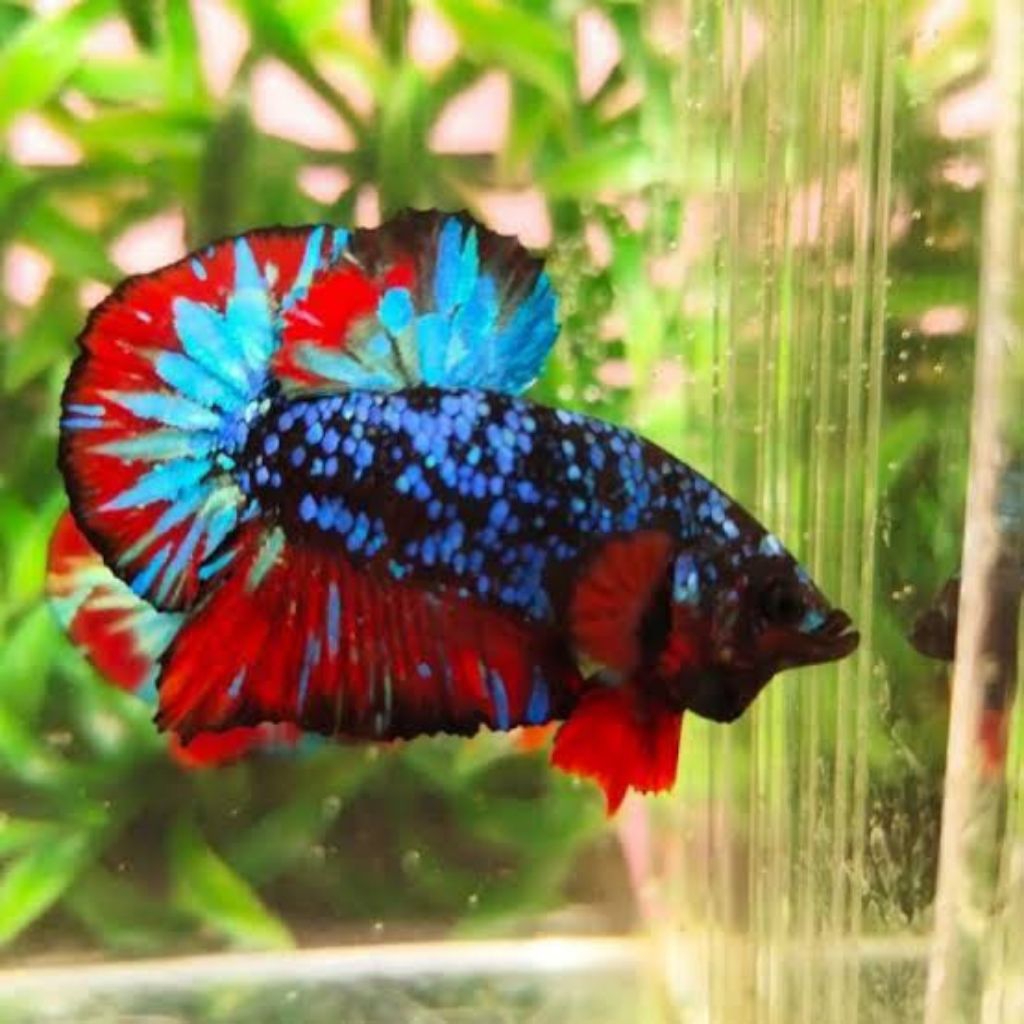 Ikan cupang Avatar Cooper gold/Gordon