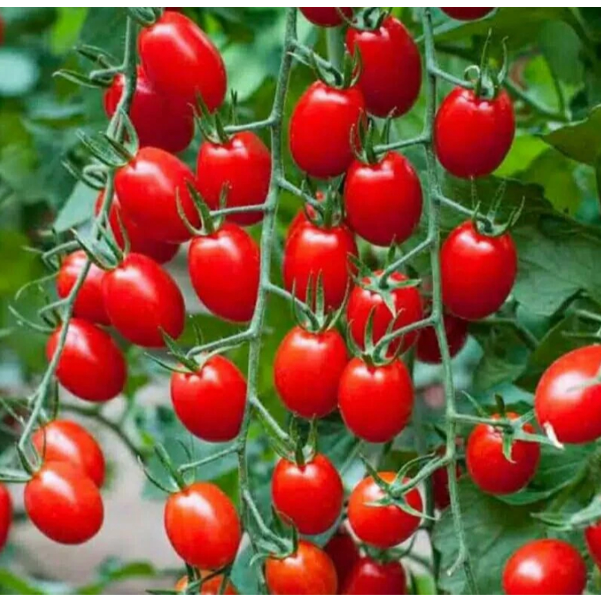 MKS Benih Tomat Cherry Tropical Ruby