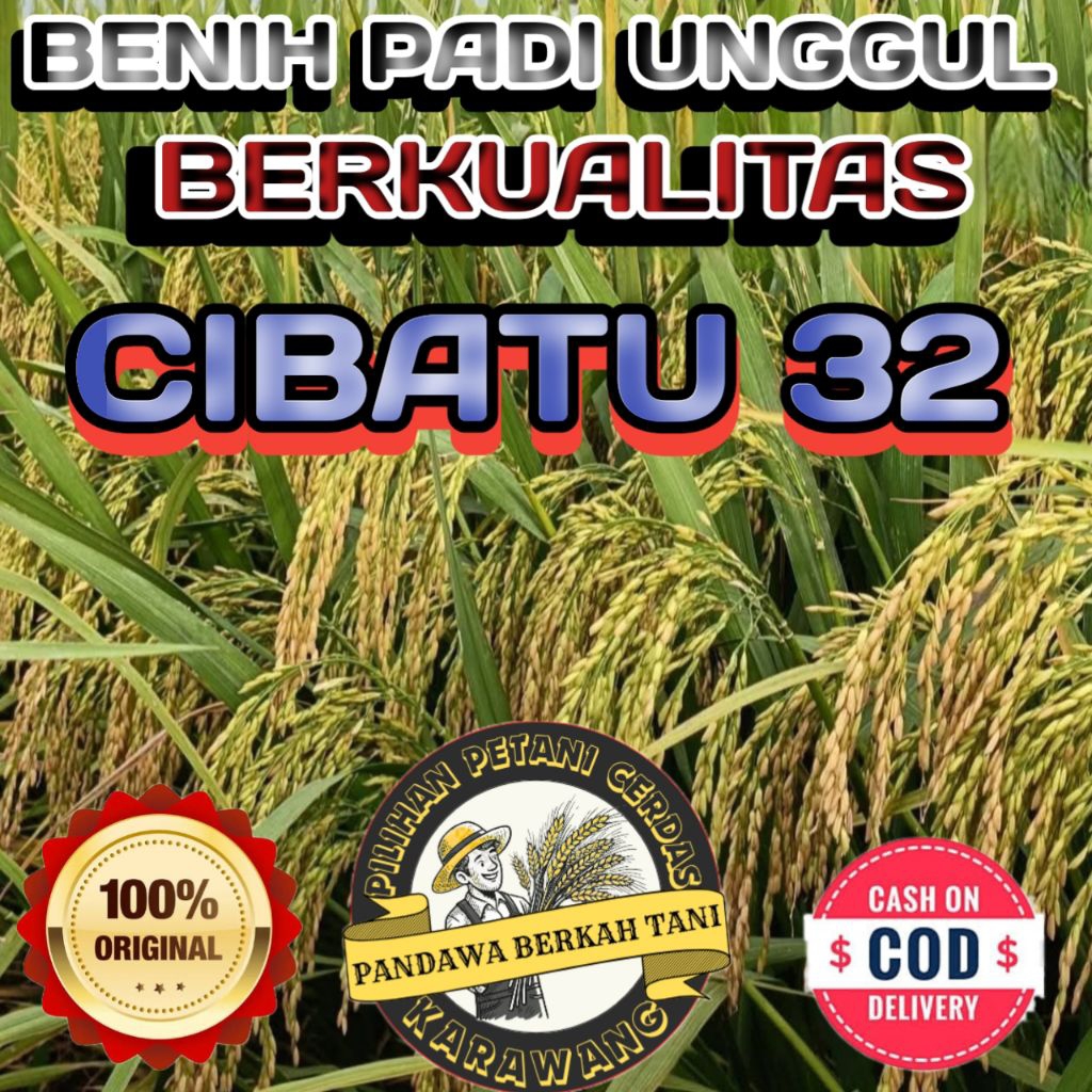 BENIH PADI CIBATU 32 BERKUALITAS ORIGINAL KEMASAN 1KG