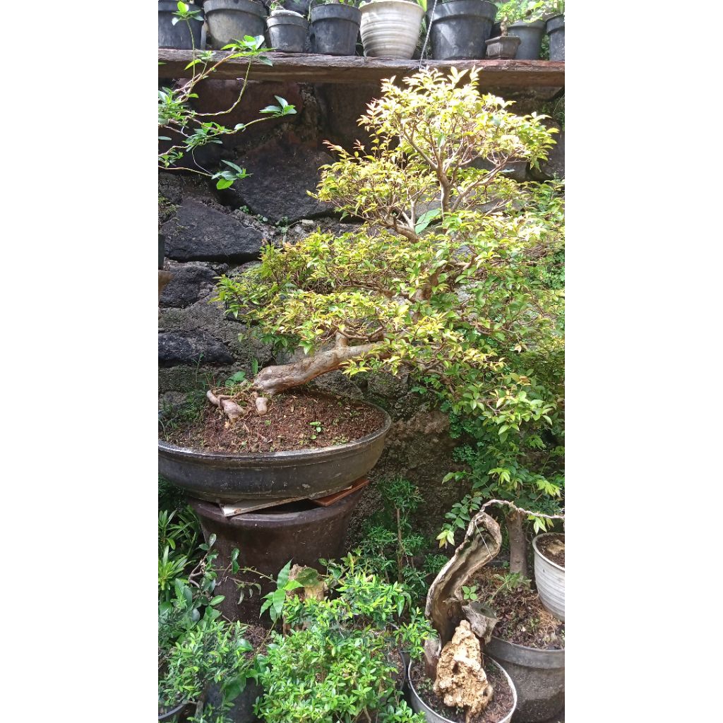 bonsai anggur Brazil