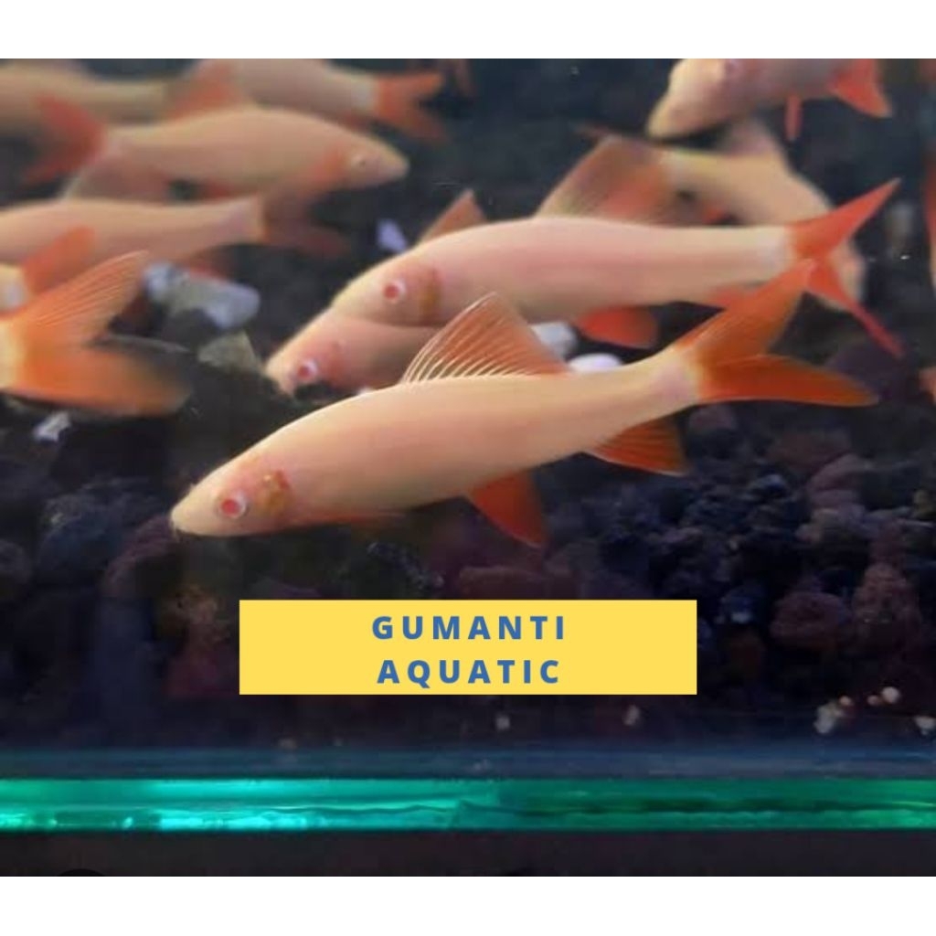 hiasan akuarium Red Fin albino Shark red tail / redfin alga eater hiasan aquascape