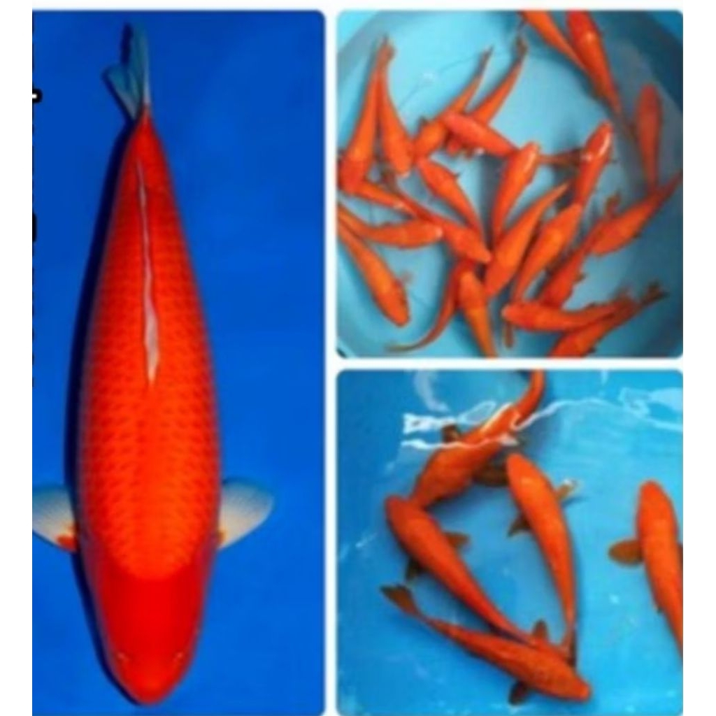 dekorasi Akuarium air tawar koi biju Naruto Kurama 10 ekr