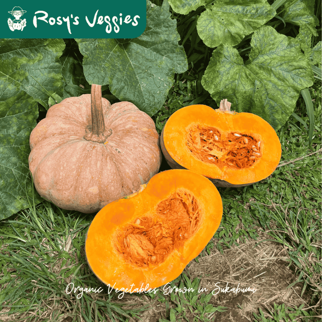 Labu Parang Organik / Labu Kuning / Waluh / Pumpkin 1kg