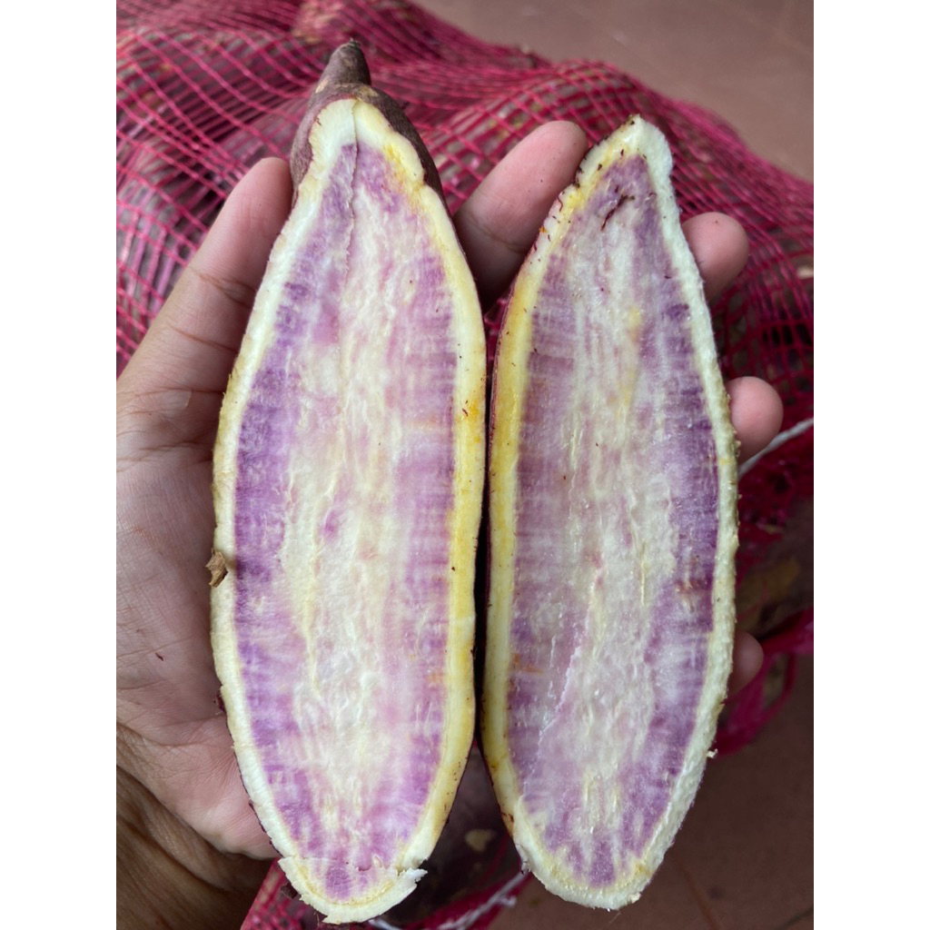 UBI LURIK SAMARINDA MANIS PULEN EMPUR 1KG